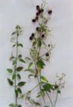 Rubia Chinensis Extract(Jesslie@Snowlotusbiotech.Com)
